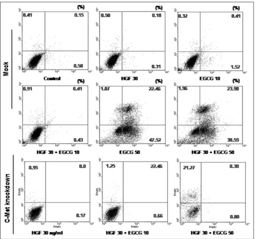 Fig. 4. Invasion assay according to c-Met knockdown in KB cell line. c-Met knockdown inhibited KB cell invasion in Transwell cham- cham-ber but the effect of EGCG on invasion was decreased in c-Met knockdown KB cells