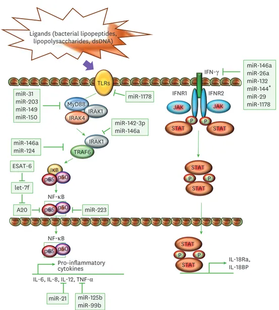 Figure 2. Immunomodulation of macrophages through miRs. A schematic diagram represents different miRs and their target genes, which allows M