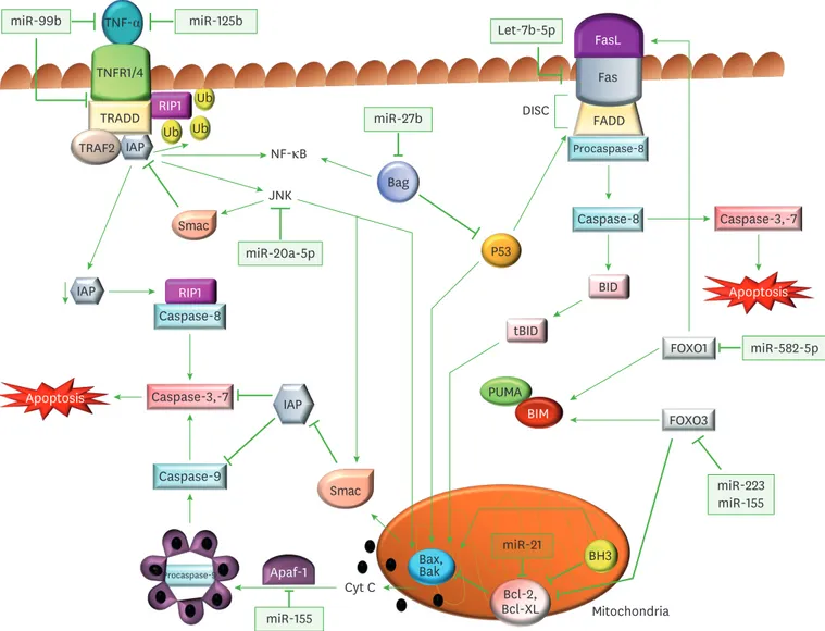 Figure 1. Regulation of apoptotic signaling pathways through miRs by M. tuberculosis. Diagrammatic representation of miRs and their target genes, which  alter the canonical apoptotic pathways of immune cells, and assist in M