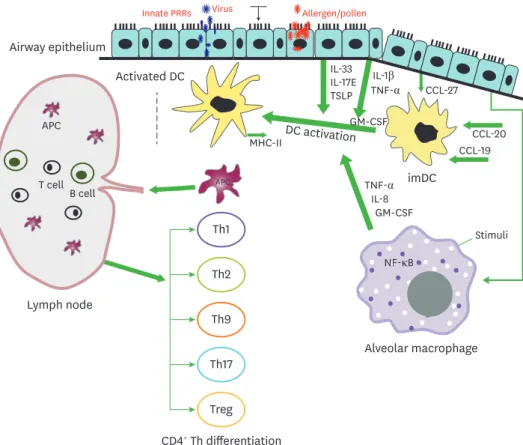 Figure 1. Interplay between innate immune cells in airways for adaptive immunity. The innate immune response  in airway epithelium is initiated by contact with innocuous antigens, which triggers the expression of PRRs in lung  epithelium