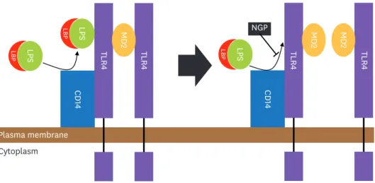 Figure 6. NGP masks LPS-LBP complex. The complex of LPS and LBP stimulates the LPS receptor complex of CD14,  TLR4, and MD2