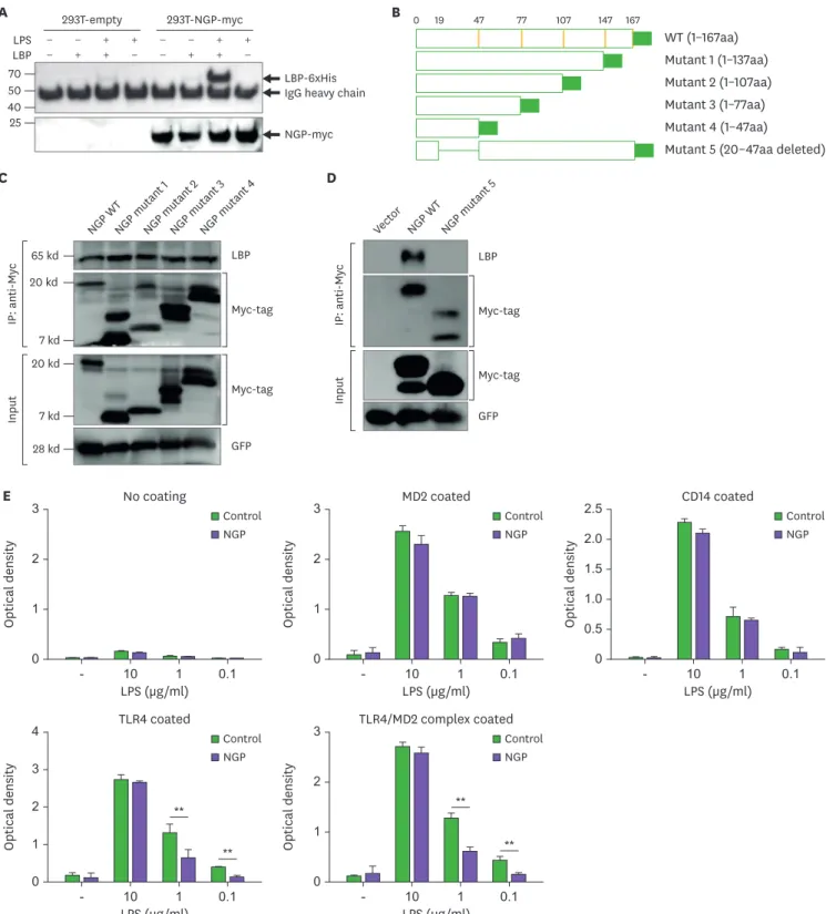 Figure 4. NGP masks LPS and inhibits LPS receptor binding. (A) Conditional medium of NGP or empty vector was mixed with 100 ng of recombinant LBP-His and/