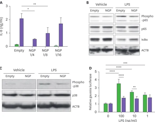 Figure 5. NGP blocks the activity of LPS. (A) THP-1 cells were treated by vehicle (black bars) or 100 ng/ml of LPS  (blank bars) for 16 h in the mixture of NGP conditional medium and empty vector conditional medium in a ratio  of 0, 1/4, 1/8, and 1/16