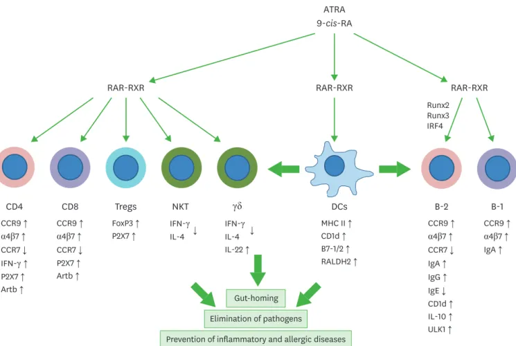 Figure 1. Regulation of T cells and B cells by RAs. T cells and B cells express RARs and are major targets of RA regulation