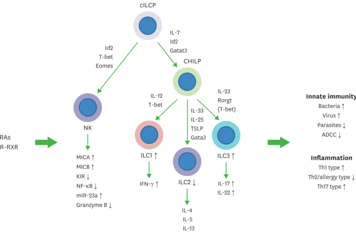 Figure 2. Regulation of NK cells and ILCs by RAs. Common ILC progenitors (cILCP or also called αLP) and common helper-like ILC progenitors generate ILCs