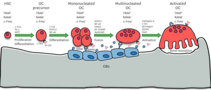 Figure 1. Schematic representation of OC differentiation and activation. HSCs undergo differentiation into OC precursors depending on the presence of PU.1 and  the MITF transcription factors activated by M-CSF signaling
