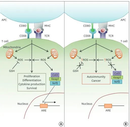 Figure 1. ROS modulate several aspects of T cell-mediated immunity downstream of TCR stimulation