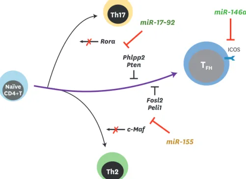 Figure 1. miRNA regulation of T FH  cell differentiation. During the priming of naïve CD4 +  T cells, miR-17–92, miR-155,  and miR-146a are induced upon T cell receptor mediated stimulation