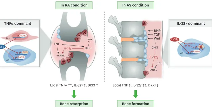 Figure 1. Multifaceted roles of IL-32γ in bone metabolism in RA and AS. RA is characterized by bone destruction, whereas AS is characterized by bone formation
