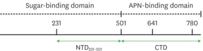 Figure 1. The NTD 231–501  of the PEDV S1 protein contains a sugar-binding domain. Schematic diagram shows the CTD  and the NTD of the S protein encompassing amino acids 231–501.