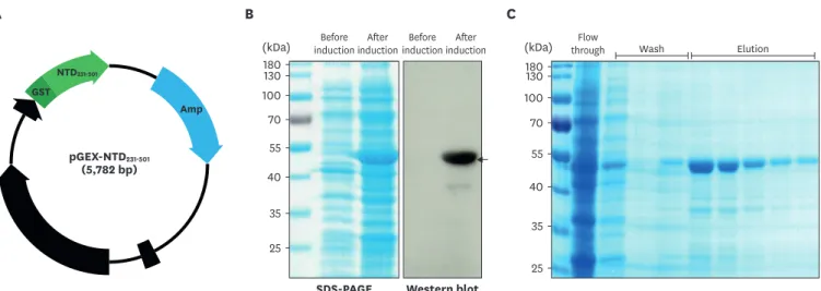 Figure 2. Expression of the NTD 231–501  of the PEDV S1 protein in E. coli. (A) The gene region encoding NTD 231–501  was cloned into the pGEX 4T-1 vector containing a  GST tag