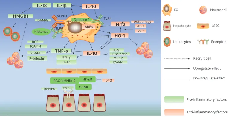 Figure 2. Dual effect of activated KCs in IRI. 