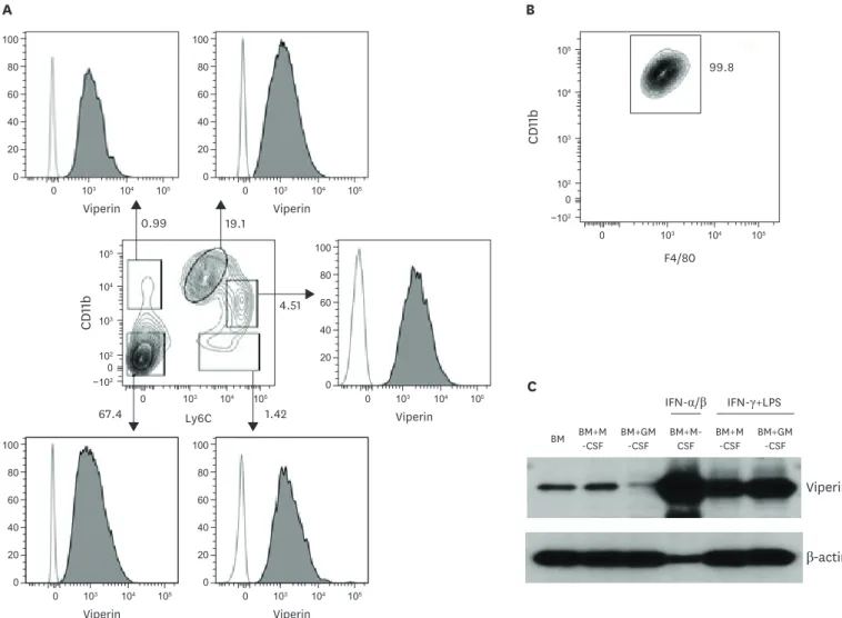 Figure 1. Viperin expression in murine bone marrow cells and BMDMs. (A) The expression of viperin in bone marrow cells