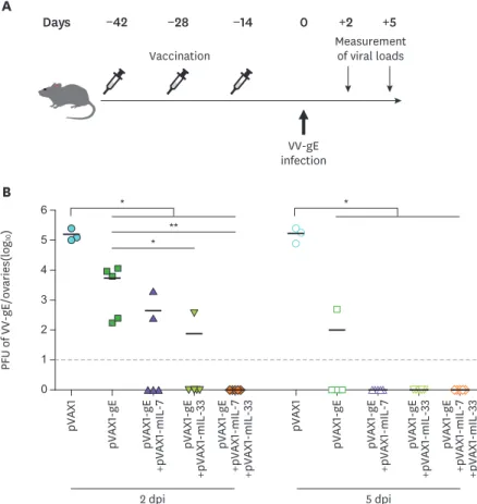 Figure 4. HZ DNA vaccine-induced protective immunity against a surrogate infection. Five to 6-week-old female  C57BL/6 mice were intramuscularly immunized three times at 2-week intervals with 30 µg pVAX1-gE combined  with 30 µg pVAX1-mIL-7 or pVAX1-mIL-33 