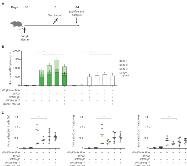 Figure 5. Immune-boosting effects of HZ DNA vaccines in mice previously infected with VV-gE