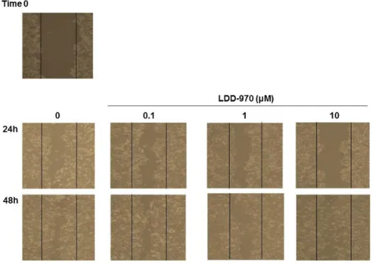 Figure 3. Effects of LDD970 on cell growth and apoptosis. (A) Deter- Deter-mination of cytotoxicity activity of LDD970 on HT29 cells