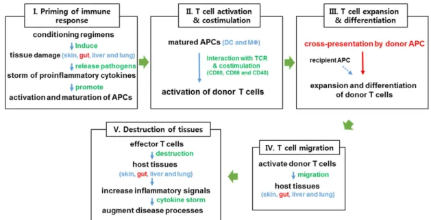 Figure 1. Schematic diagram of the development of acute GVHD. Acute GVHD can be classified into five distinct phases