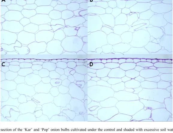 Fig. 1. Cross section of the ‘Kar’ and ‘Pop’ onion bulbs cultivated under the control and shaded with excessive soil water conditions.