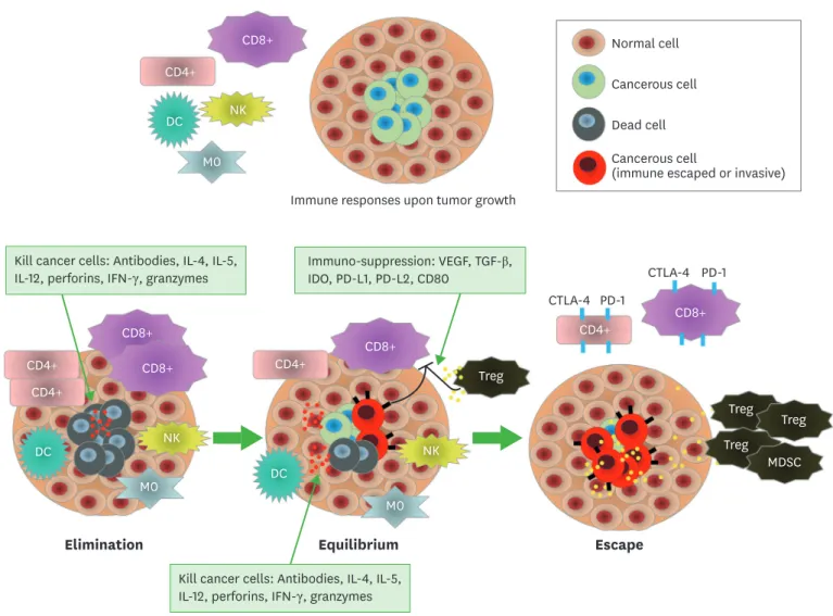 Figure 1. Immunoediting (immune escaping) mechanism. 