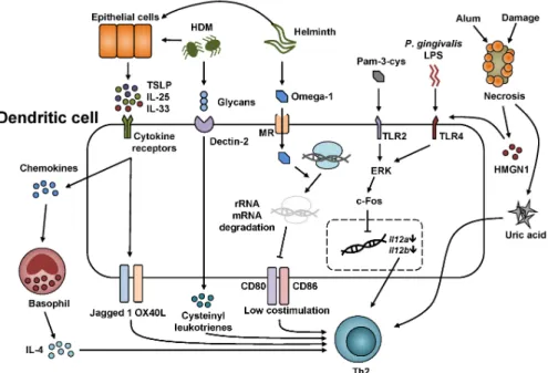 Figure 1. Modulation of DC functions by Th2 cell-skewing stimuli. The stimulation of epithelial cells by allergens and infectious agents  results in the production of TSLP, IL-25, and IL-33, leading to the upregulation of the Notch ligand Jagged 1, OX40L, 