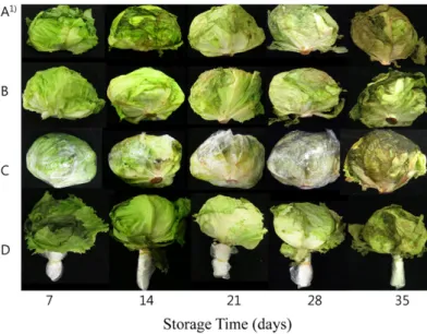 Fig. 5 에서 결구상추 21일정도까지는 저장방법  C와 같이 개별적인 밀봉 포장 저장방법  D의 줄기를 포함하여 수분을 지속적인 공급처리에서 외관의 품위가 좋게 유지되었으며, 저장방법  A의 무포장의 농산물유통 상자 저장은 결구상추가 마르면서 시들음 정도가 심한 것으로 나타났으며, 21일 이 후에는 저장방법  C는 랩으로 개별 포장한 잎이 물러지면서 급격한 외관 변화 및 포장 안에서 물이 고이는 등으로 인해 상품성이 떨어졌다