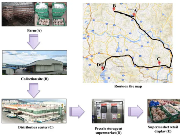 Fig. 2. Distribution flow of fresh shiitake mushroom.