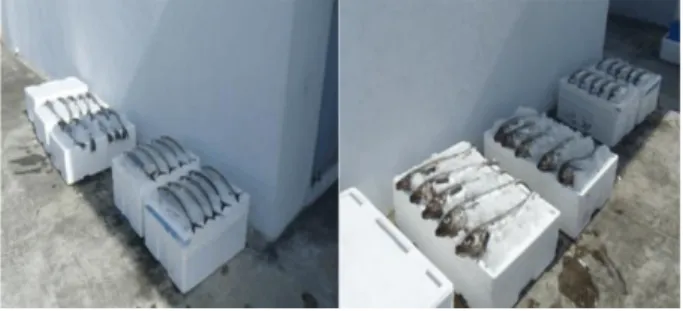 Fig. 1. Views of mackerel (left) and Alaska pollack (right) dis- dis-played on a Styrofoam box filled with ice.