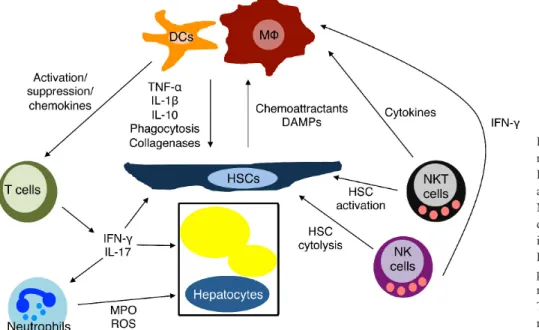 Figure  1. Immunopathogenesis of  nonalcoholic steatohepatitis (NASH). 