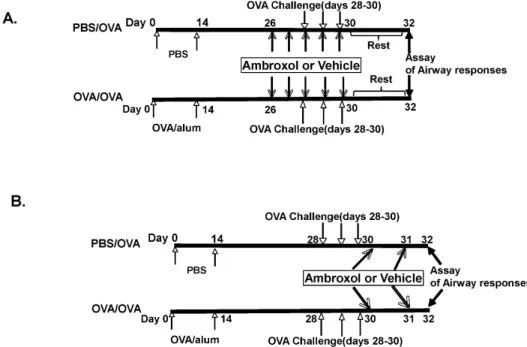 Figure 1. Scheme of the experimental protocol. Mice were sensitized and challenged to OVA (OVA/OVA) or sham-sensitized with PBS followed by  OVA challenge (PBS/OVA)