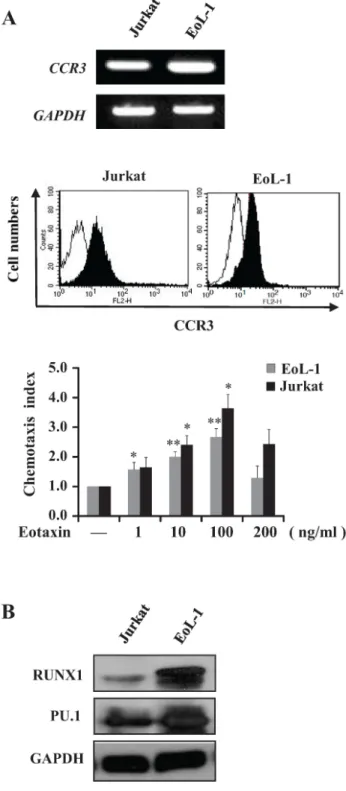 Figure 1. Expression of CCR3, RUNX1, and PU.1 in Jurkat and EoL-1  cells. (A) Expression of CCR3 mRNA and protein was analyzed using  RT-PCR and FACS, respectively, and chemotactic responses to eotaxin  (1~200 ng/ml) was analyzed