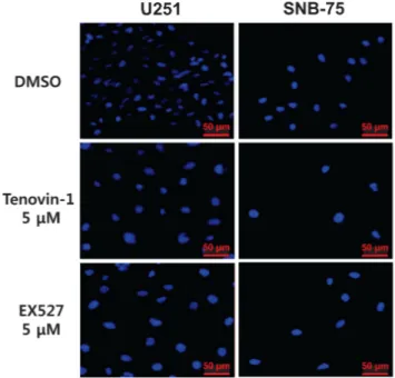 Figure 1. Effect of sirtuin inhibitors on nuclear size in glioblastoma  cells. U251 and SNB-75 glioblastoma cells were treated with DMSO  (control), 5 μM tenovin-1, or 5 μM EX527 for 48 h, as indicated