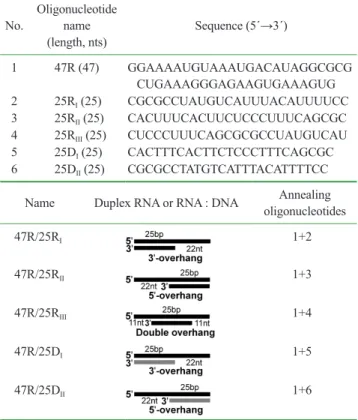 Table I. Sequences of single-stranded oligonucleotides used in this  study (Top panel)