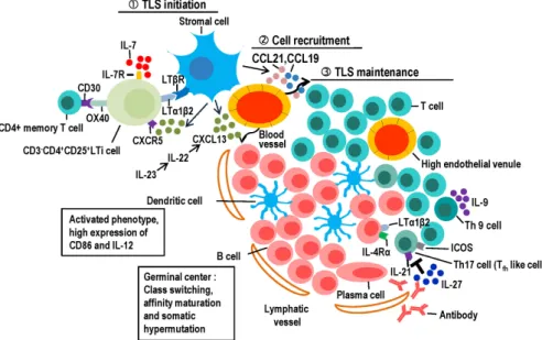 Figure 1. Potential of cells and cytokines/chemokines to regulate the induction and maintenance of Tertiary Lymphoid Structures (TLS)