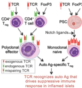 Figure 1. Populations of auto Ag-specific T regs  that can be generated  for cell-based therapies in T1D