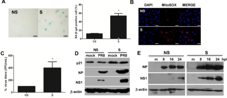 Figure 1. Replicative senescence of primary human bronchial epithelial cells (HBE) is associated with dysregulated influenza virus replication