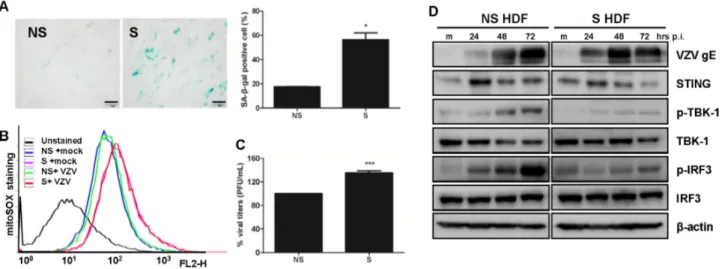 Figure 2. Varicella Zoster Virus (VZV) replication efficiency in replication-induced senescent human dermal fibroblasts (HDF) cells