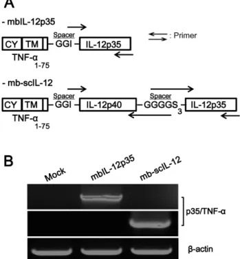 Figure 1. Structure of bioactive mbIL-12 p35 and mb-scIL-12 chimeric  DNA, and expression in MethA tumor cells