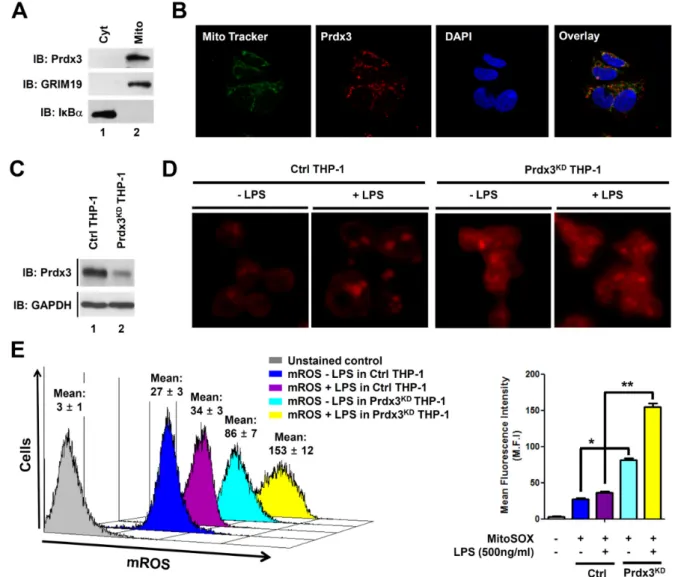 Figure 1. Peroxiredoxin-3 (Prdx3) is implicated in the generation of mitochondrial reactive oxygen species