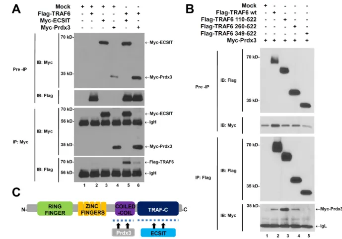 Figure 2. Prdx3 may not interrupt formation of the TRAF6-ECSIT complex. (A) HEK293T cells were transiently transfected with mock, Flag- Flag-TRAF6, Myc-ECSIT, or Myc-Prdx3 as indicated