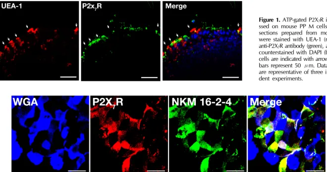 Figure 1. ATP-gated P2X 7 R is expre- expre-ssed on mouse PP M cells. Tissue  sections prepared from mouse PP  were stained with UEA-1 (red) and  anti-P2X 7 R antibody (green), and then counterstained with DAPI (blue)