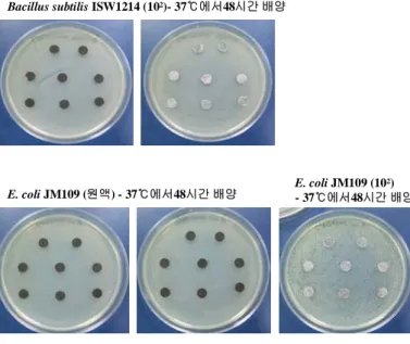 Fig.  1.  Result  of  the  first  antibiosis  test.