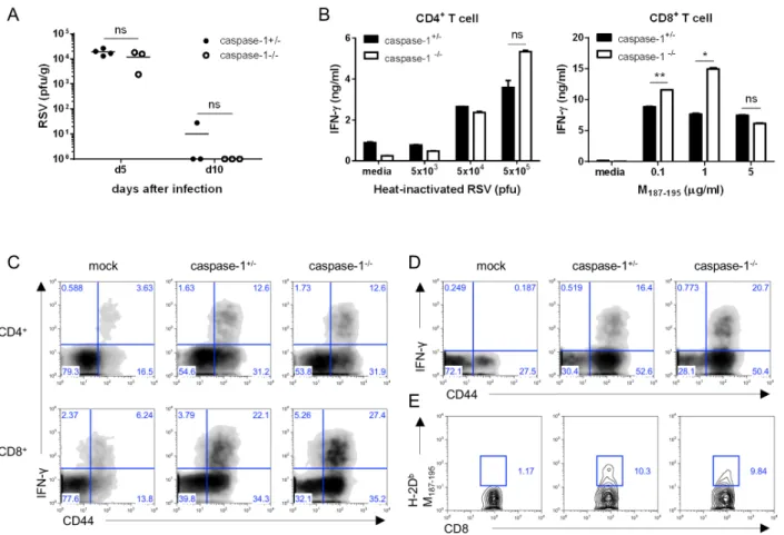 Figure 2. Caspase-1 does not affect RSV viral clearance or the adaptive immune response in adult mice