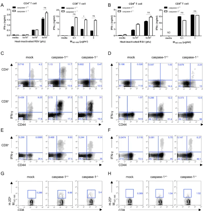 Figure 4. In 3-week- and 1-week-old mice, the caspase-1 −/−  mice T cell responses are normal