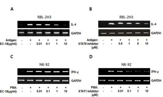 Figure 2. EC-18 reduced antigen-  induced IL-4 mRNA transcripts in  RBL-2H3 cells. RBL-2H3 cells were  treated with anti-DNP-IgE (50 ng/ml)  for 12 h followed by stimulation  with DNP-HSA antigen (25 ng/ml)  for 2 h, and NK-92 cells were treated  with PMA 