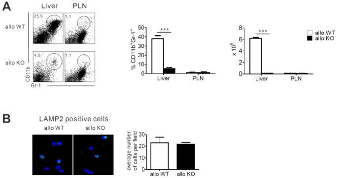 Figure 3. Effect of MyD88 deficiency in TCD-BM on the expansion of CD11b ＋ Gr-1 ＋  MDSC