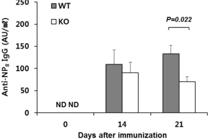 Figure 4. Reduced Ab production in Egr1 −/−  mice. WT and  Egr1 −/−  mice were immunized with NP-KLH/alum, and serum  was collected at 14 and 21 days after immunization