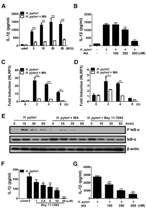 Figure 1. WA down-regulates H. pylori-mediated IL-1β production and related signaling in immune cells