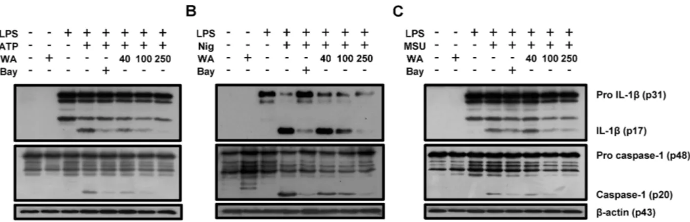 Figure 4. Caspase-1 activation and IL-1β maturation by NLRP3 activators are suppressed by WA in BMDMs
