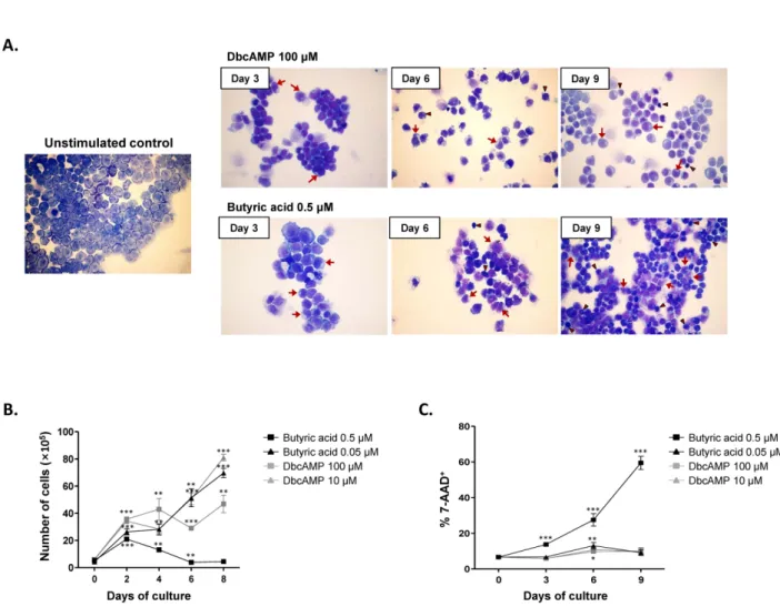 Figure 1. Effects of dbcAMP and butyric acid on the morphologic features and proliferation capacity of EoL-1 cells