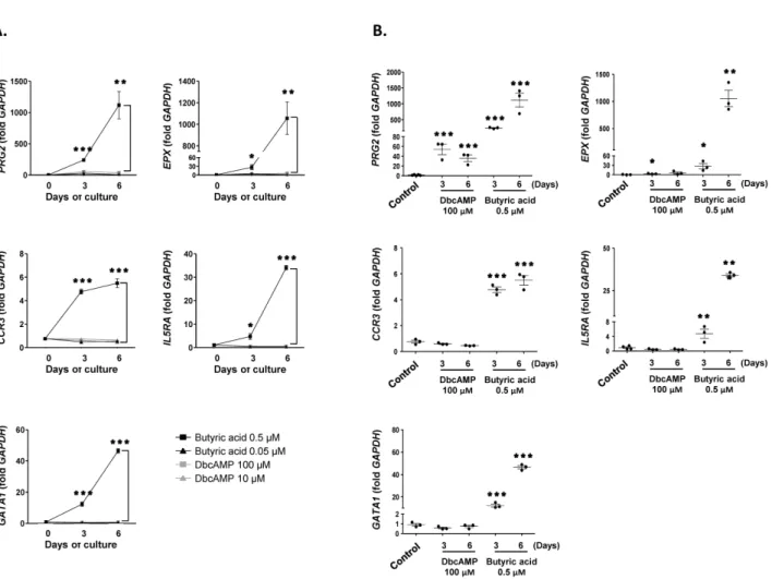 Figure 2. Effects of dbcAMP and butyric acid on the differentiation of EoL-1 cells. (A) cDNA was prepared from total RNA obtained  from undifferentiated EoL-1 cells (day 0) and EoL-1 cells stimulated with indicated concentrations dbcAMP or butyric acid for